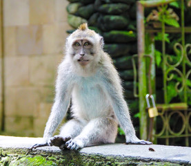 Monkey sitting on wall at Balinese temple