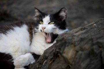 Gaehnende Katze auf Steinen