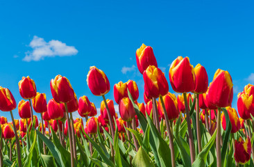 close up Field with orange yellow tulips in the Netherlands