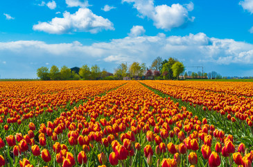 Fototapeta na wymiar Field with orange yellow tulips in the Netherlands