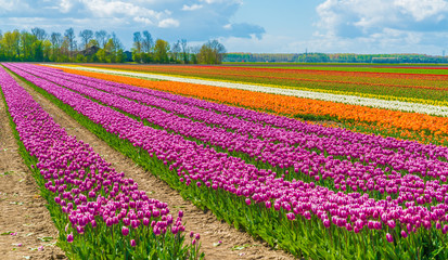 Field with colorful tulips in the Netherlands
