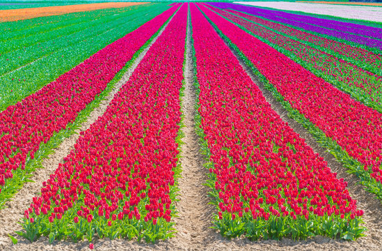 Field with colorful tulips in the Netherlands