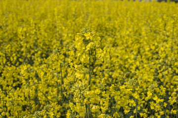 Obraz premium fiore nel giallo infinito