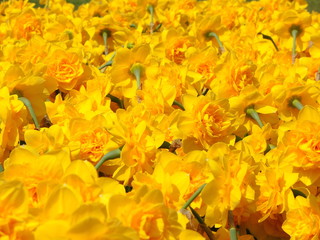 Fototapeta na wymiar Narcissus in full bloom at spring time