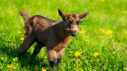 Fototapeta premium Junge Ziegen beim ersten Ausflug aus dem Stall