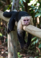 White headed monkey resting
