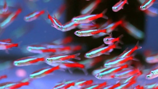 Neon Tetra (Paracheirodon innesi) Tropical fish
