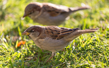 Zwei Vögel im grünen Gras
