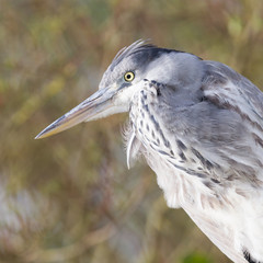 Image of a great blue heron