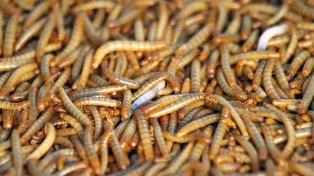 Mealworms - mealworms are an excellent live food for reptiles, fish, and birds, and avian pets .