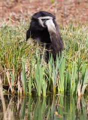 Adult white handed gibbon