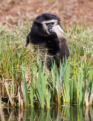 Adult white handed gibbon
