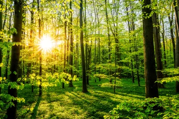 Fensteraufkleber Wald im Frühling mit Sonne, die durch die Bäume scheint © Günter Albers