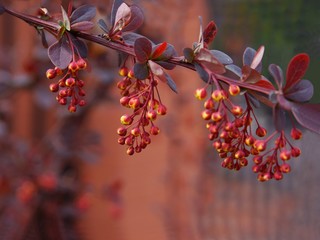 berberry shrub blossoming