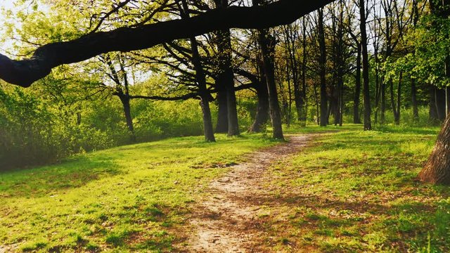 A path in the spring forest. The sun shines beautifully through the trees with glare. Steadicam shot