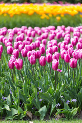 Tulpenmeer auf dem Keukenhof