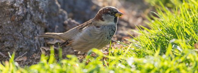 Vogel sitzt im grünen Gras Panorama