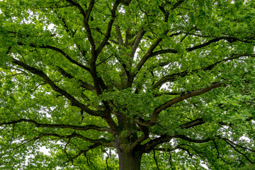 The crown of a oak tree