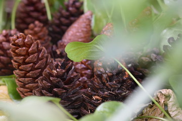 pine cone