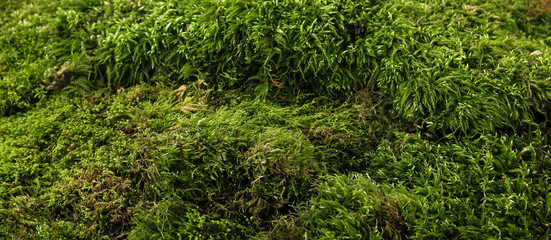Green moss background
