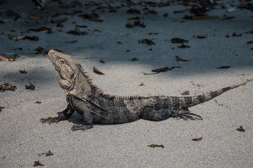 Iguana posing on the beach