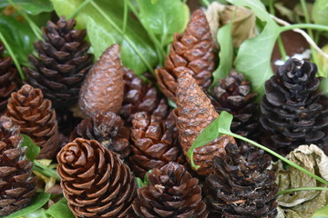 pine cone