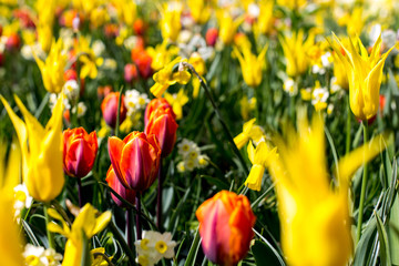 Obraz premium Gelb-rote Blumenpracht auf dem Keukenhof in Nordholland