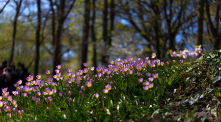 Wilde Tulpen auf einer Waldlichtung