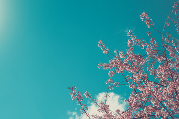 Pink blossoms on the branch with blue sky during spring blooming Branch with pink sakura blossoms and blue sky background.soft focus