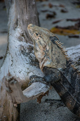 Iguana posing on the beach