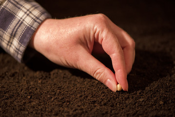 Female hand seeding soy beans into the soil ground