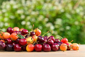 Sweet cherries in garden