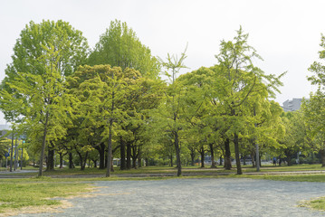 新緑の公園