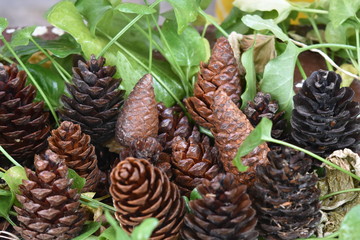 pine cone