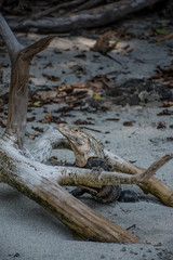 Iguana posing on the beach