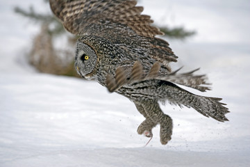 Great Grey Owl hunting in winter, taking off with mouse prey in claws.