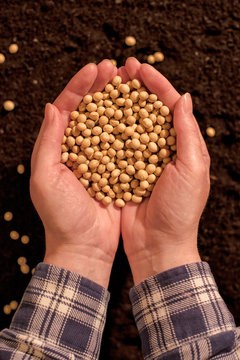 Harvested soybean in hands