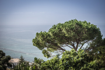 Italian Vista with large tree overlooking a valley on the island of Ischia, Italy