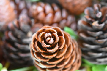 pine cone