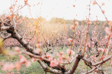 Blooming peach tree.