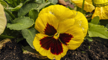 Fototapete bei efototapeten.de bestellen   