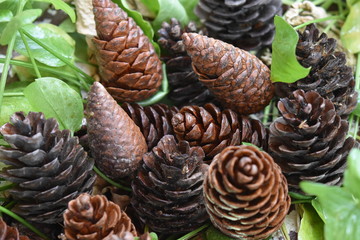 pine cone