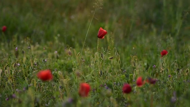 Poppies in a field at sunset