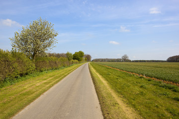 farm track and whitebeam tree