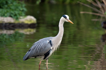 Naklejka premium Grey Heron stands in a river