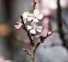 Beautiful flowers on apricot tree in spring