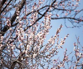 Beautiful flowers on apricot tree in spring