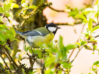 Obraz premium Great Tit bird sitting on a tree branch