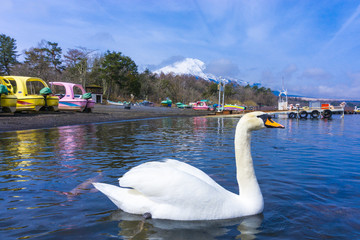 Yamanaka lake with fuji mount background and swan
