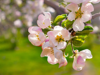 Blossoming apple-tree in garden close up